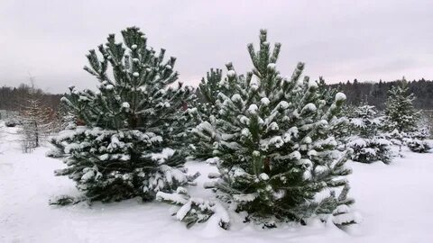 Елка живая в лесничестве