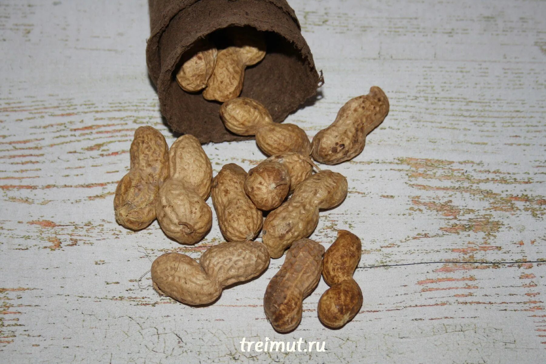 ростки земляного ореха. сорт арахиса краснодарец. Meloidogyne arenaria арахис. земляной арахис. арахис в средней полосе.