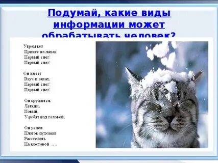 Стих утром кот принес