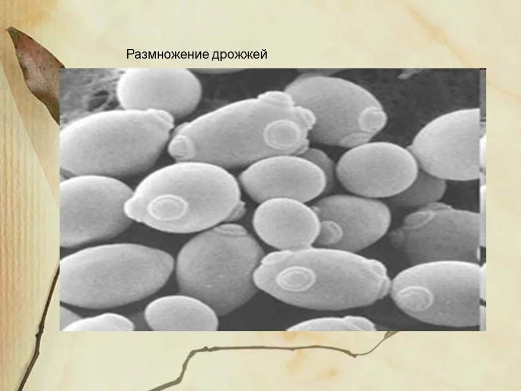 Дрожжи живые организмы. Размножение пекарских дрожжей. Размножение дрожжение. Дрожжи бактерии. Дрожжи размножаются.