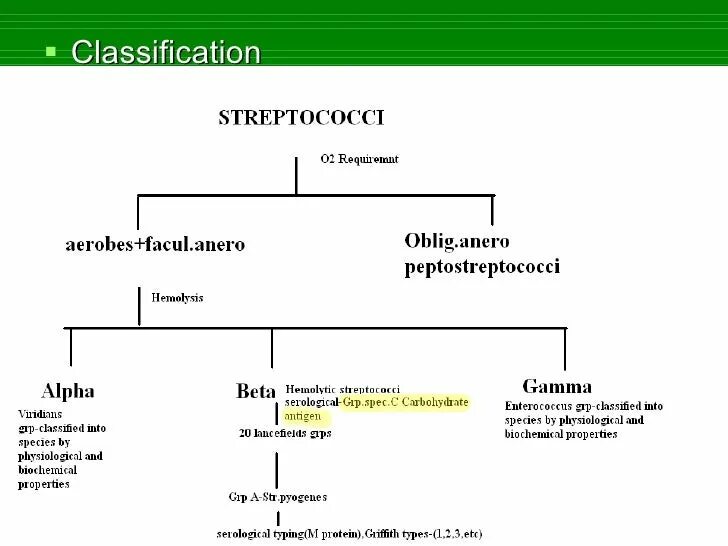 Streptococcus pyogenes схема. Схема исследования стрептококков.
