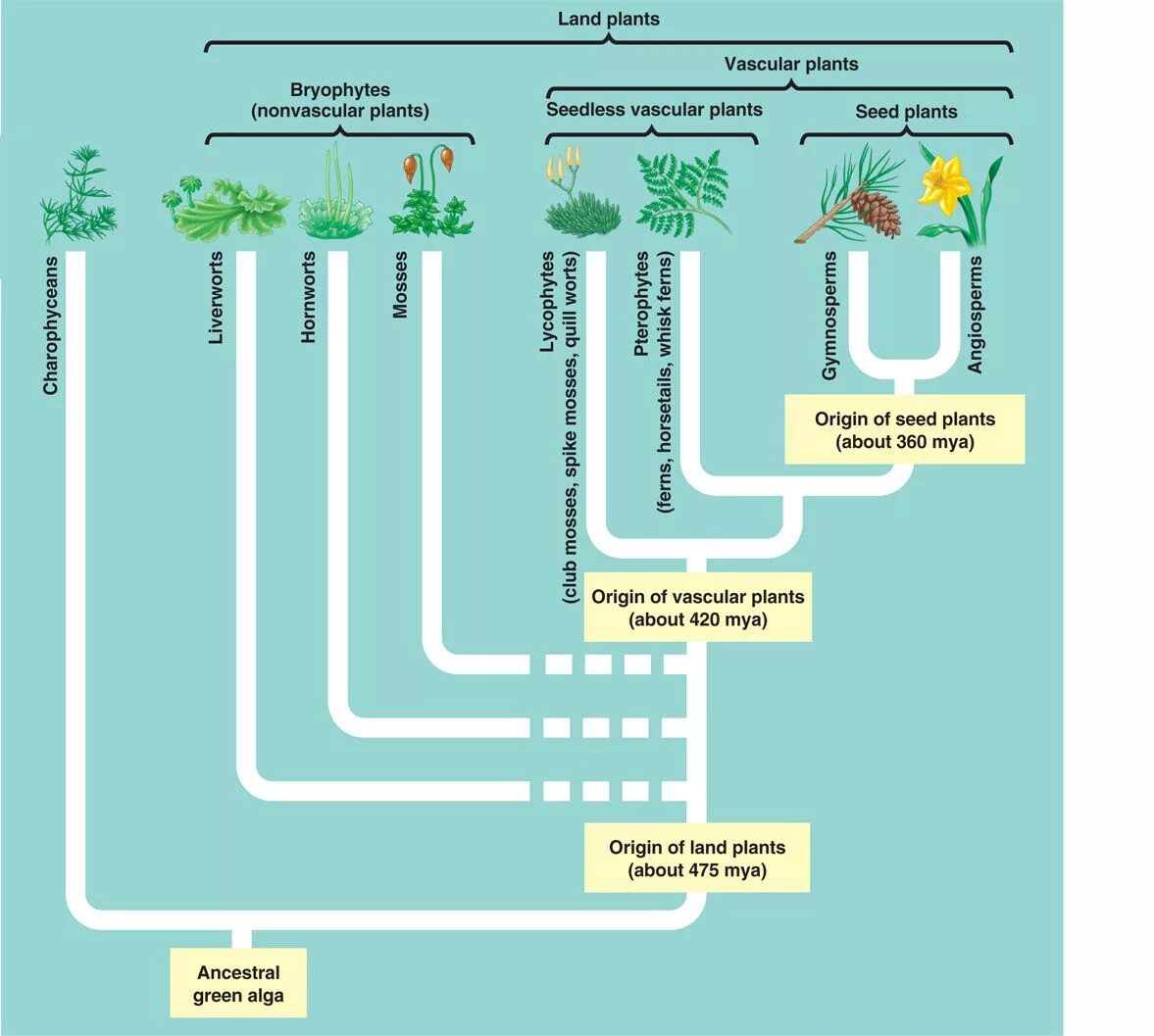 Origin Evolution of Plants. Plants phylogeny. Origin of Land Plants. Origin of Seed Seed. Plant origin