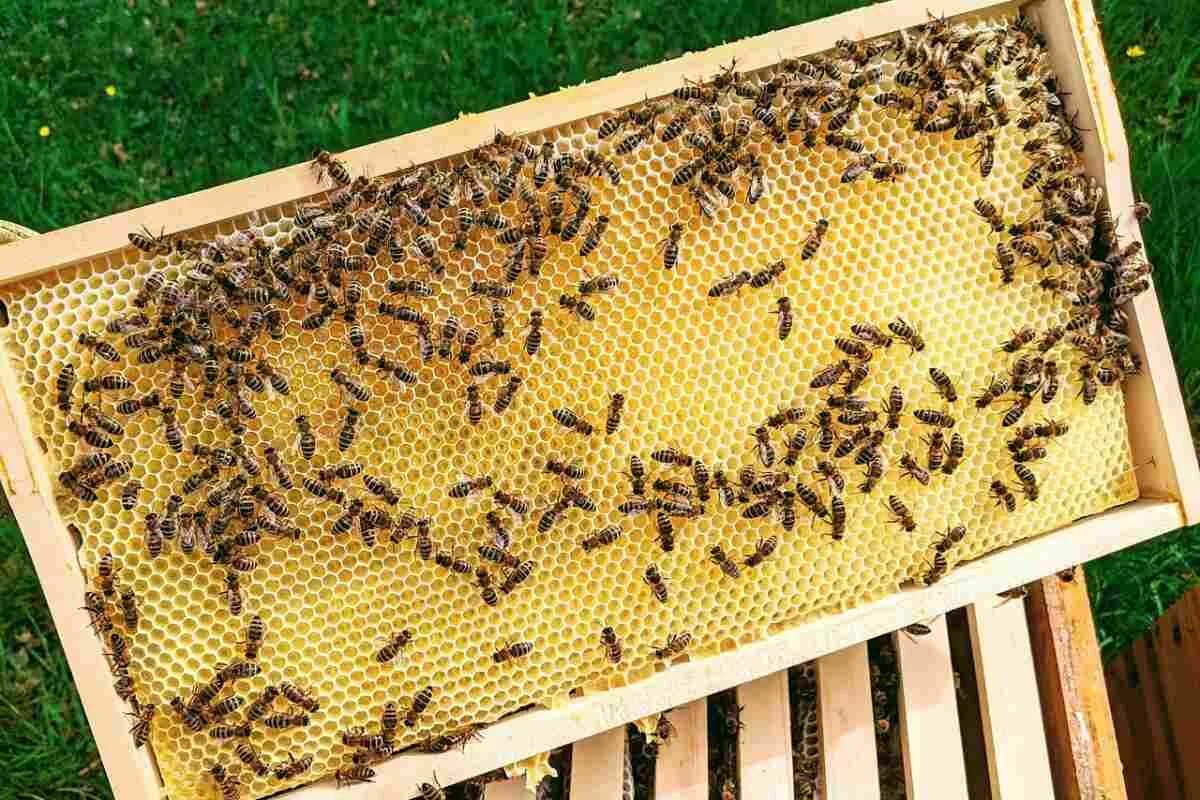 Купить пчелиные рамки. Пчелиная рамка. Рамки для пчел. Пластиковые рамки для пчел. Несколько пчел.