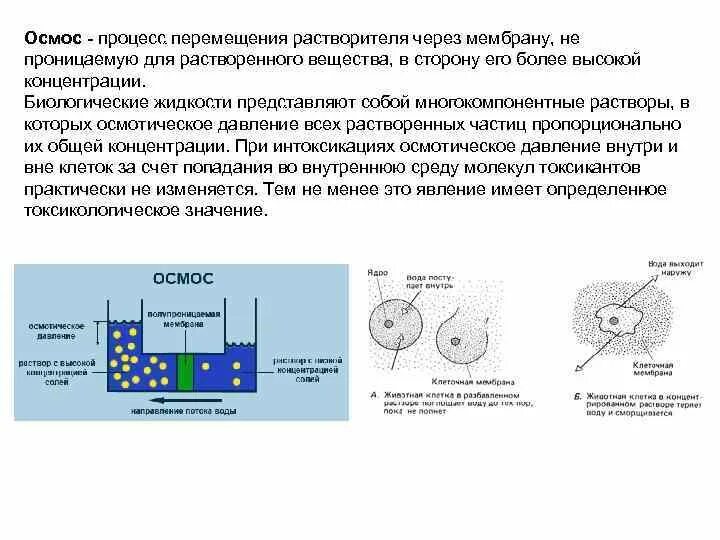 Почему концентрация солей во внутренней среде. Взаимодействие цинка с соляной кислотой. Почему концентрация солей во внутренней среде. Гидролиз солей фосфорной кислоты. Схема осмоса через мембрану.