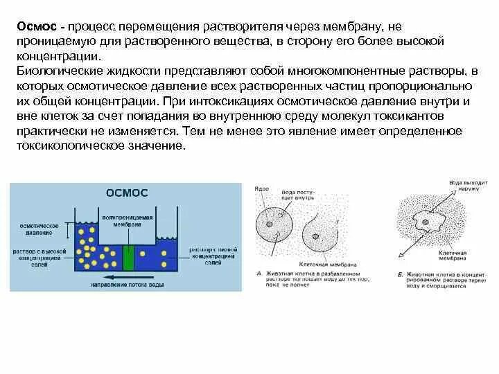 Схема осмоса через мембрану. Осмос через мембрану. Осмос процесс. Клетки находятся в дистиллированной воде