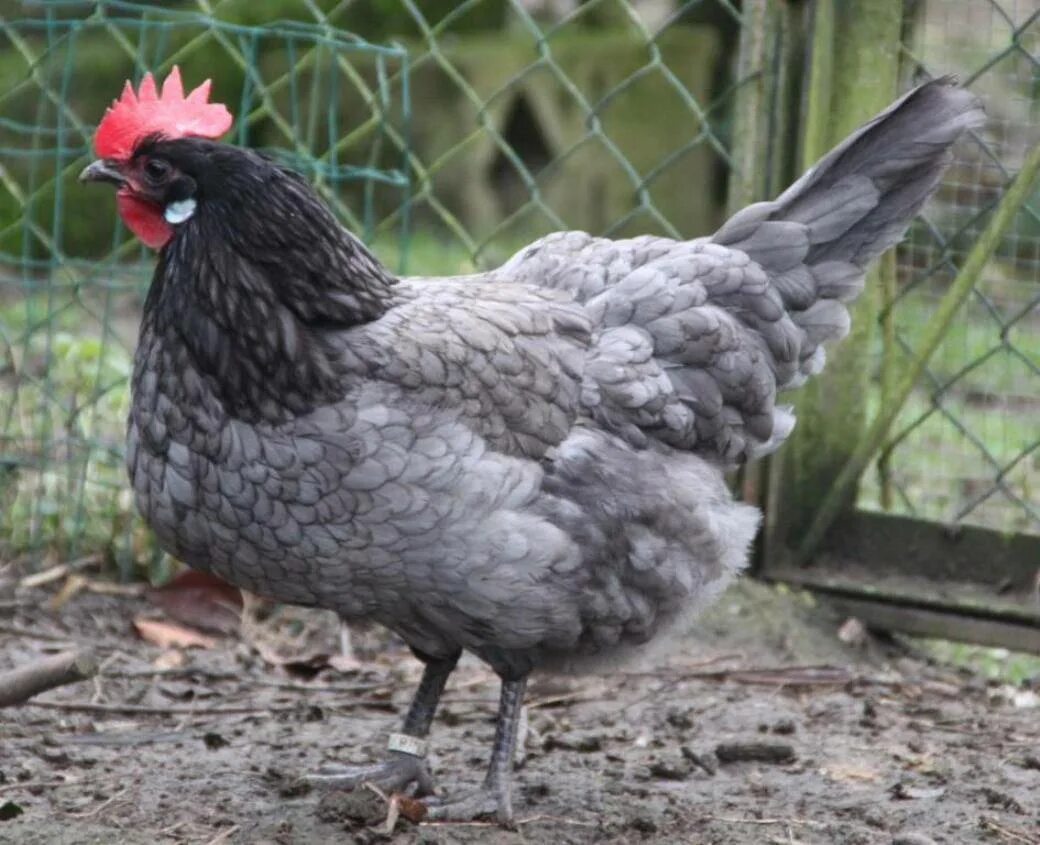 Хохлатка доминант. Маран порода кур. Араукана серебристогривый. Серые куры несушки. Араукана порода кур.