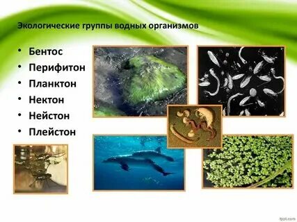 Какие организмы называют планктоном приведите примеры В каком из государств существует государственная религия