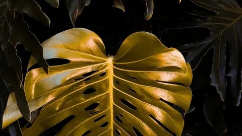 Gold plant