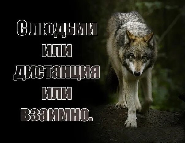 С волками жить все. С волками жить по Волчьи выть. Поговорка с волками жить по Волчьи выть. Взаимен волк. Выть по Волчьи.
