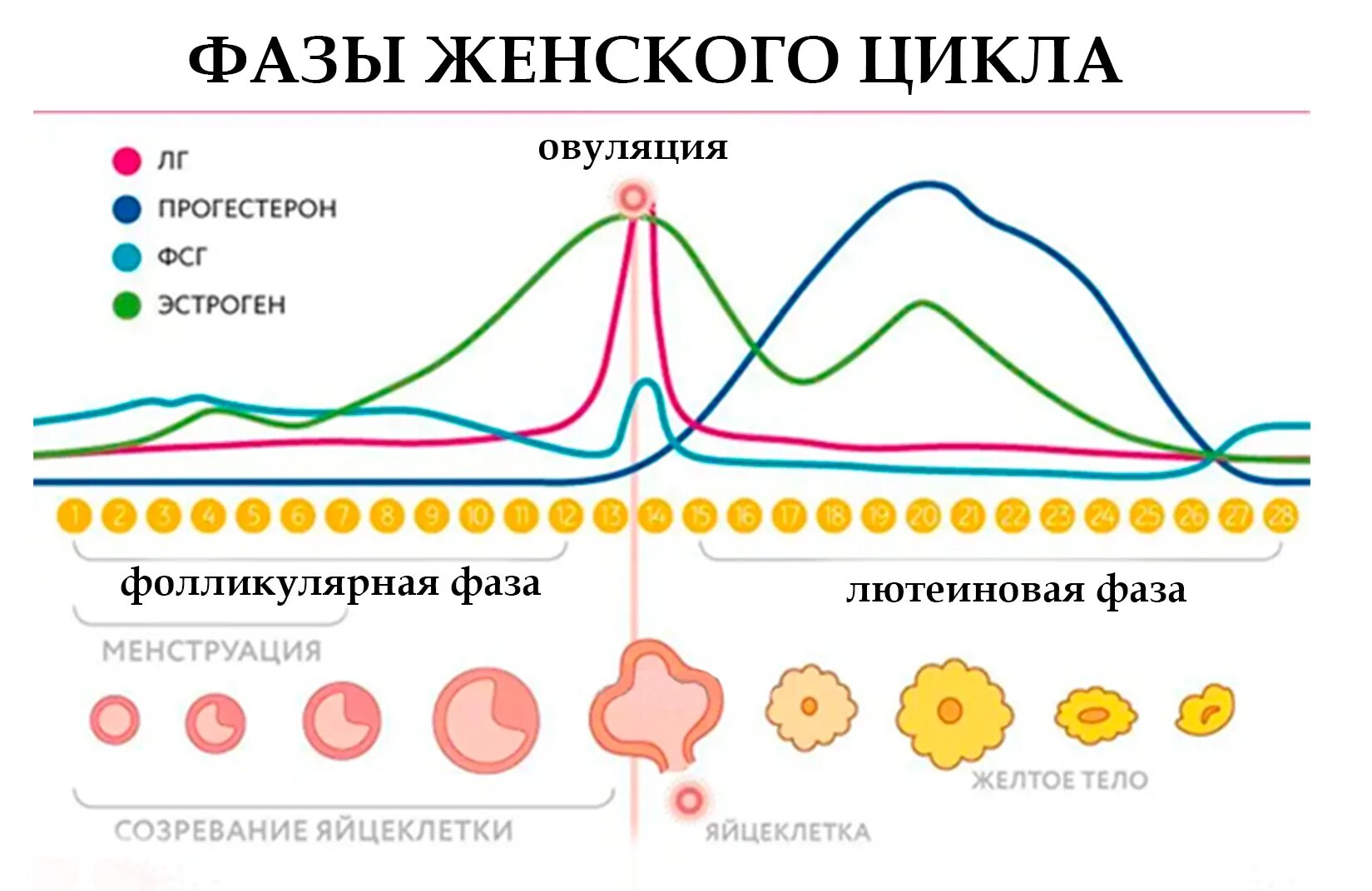 Овуляция третий день. Фазы менструационного цикла лютеиновая фаза. Фазы менструального цикла схема. Менструальный цикл по фазам схема лютеиновая фаза. Что такое лютеиновая фаза овуляторная фаза.