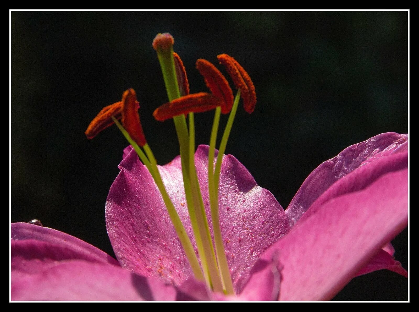 Тычинки у лилии. Фиолетовый цветок с длинными тычинками. Пестик лилии. Тычинки у лилии. Пестик и тычинка у лилии.