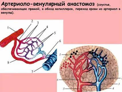 Непрерывный кровоток