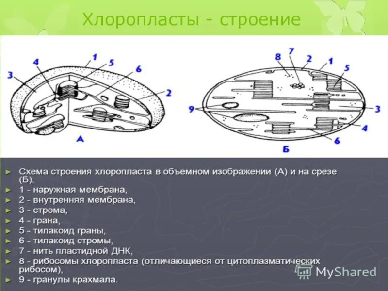 Какого строение хлоропласта. Строение хлоропласта ЕГЭ. Схема строения хлоропласта. Схематическое строение хлоропласта. Внутреннее строение хлоропласта.