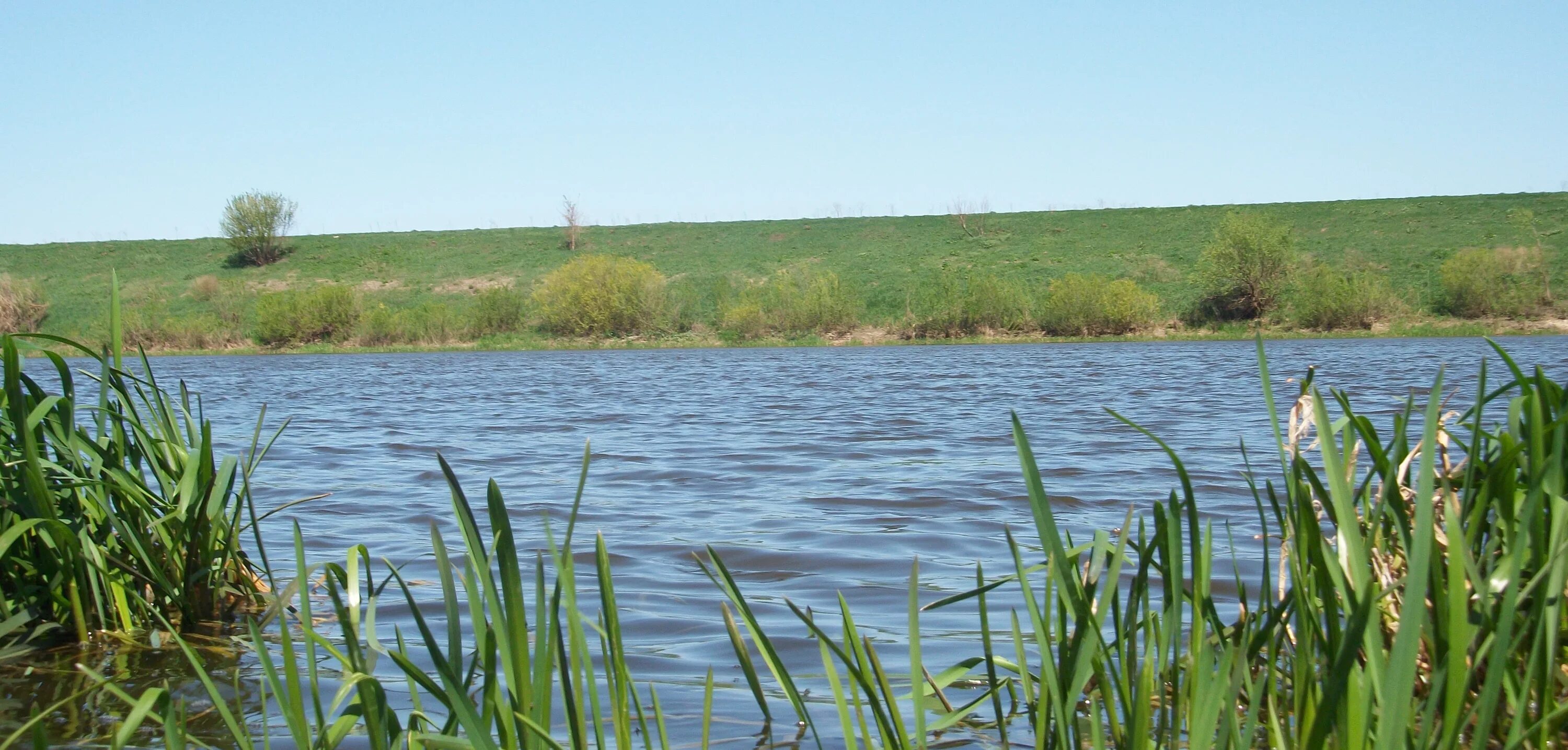 Водные богатства омской области. Водоемы Липецкой области. Пруд Будановка Курская область. Преображенский пруд Липецкой области. Озеро Алакуль Курганская.