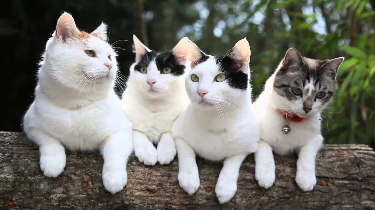Четыре кошки. Красивые кошки 4 штуки. Четверо котов. Кошачья семья.
