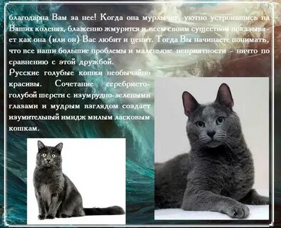 Описание русской кошки