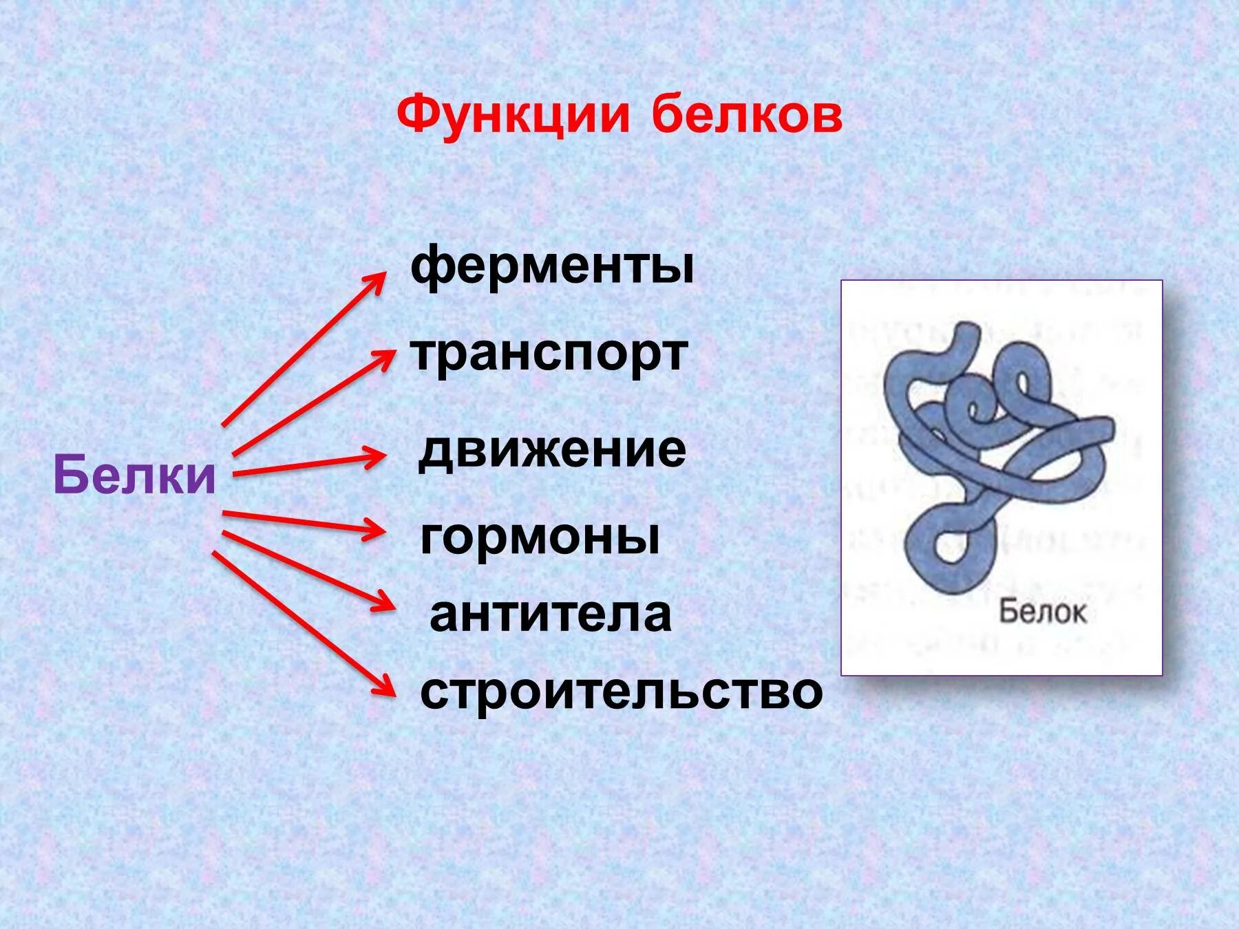 Эволюция белков ферментов. Функции белков. Биосинтез белка функции. Белки функции. Роль белков.