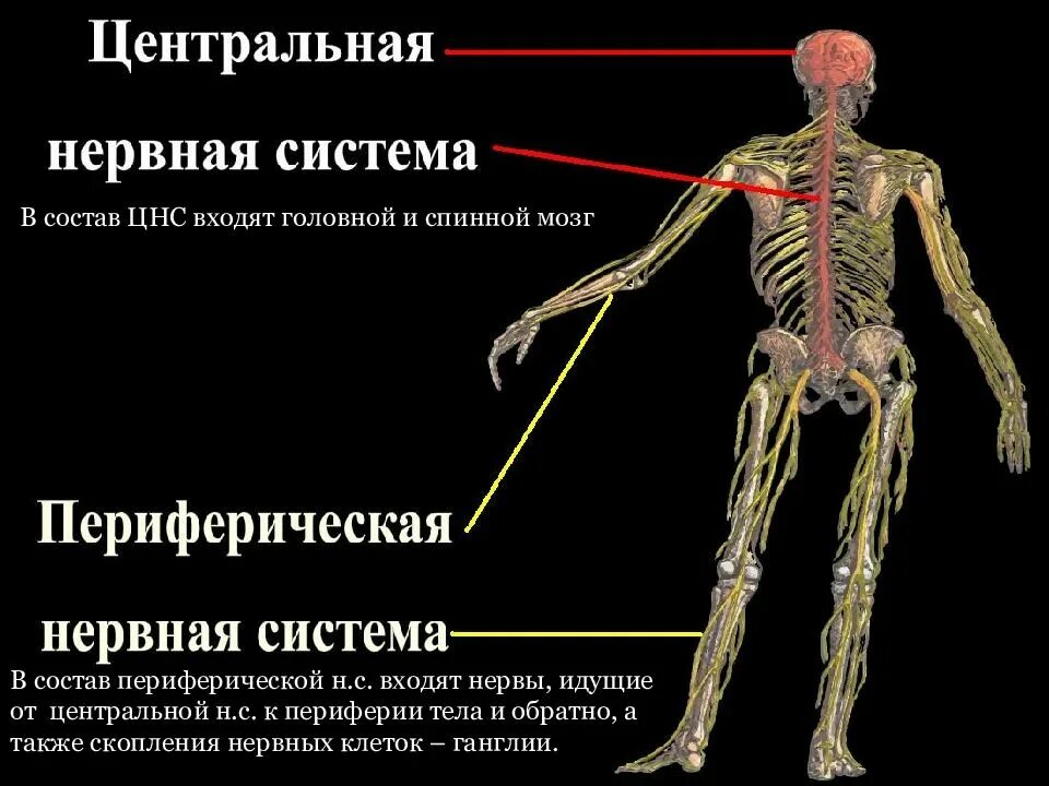 Виды цнс. Что такое цнс и периферическая система. центральная и периферическая нервная система. нервная система человека цнс и пнс. центральная и переферическаян еврная система.