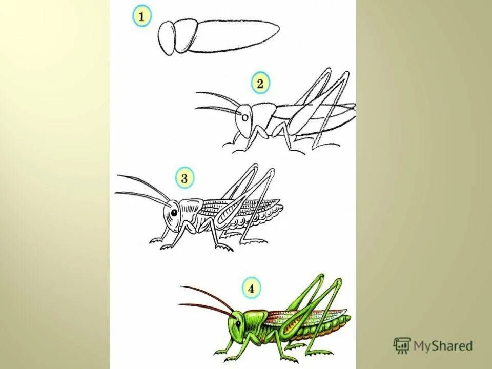 Насекомые урок 1 классе. Рисование насекомые. Поэтапное рисование насекомых. Схема рисования насекомых для дошкольников. Поэтапное рисование насекомых для дошкольников.