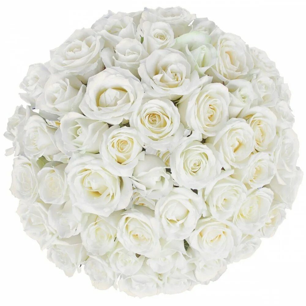 Розы белые низкие. Букет белых роз. Букет "25 белых роз" Аваланж. Огромный букет белых роз.