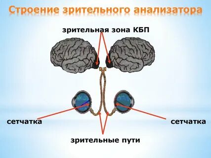 Центральный отдел зрительного анализатора расположен в