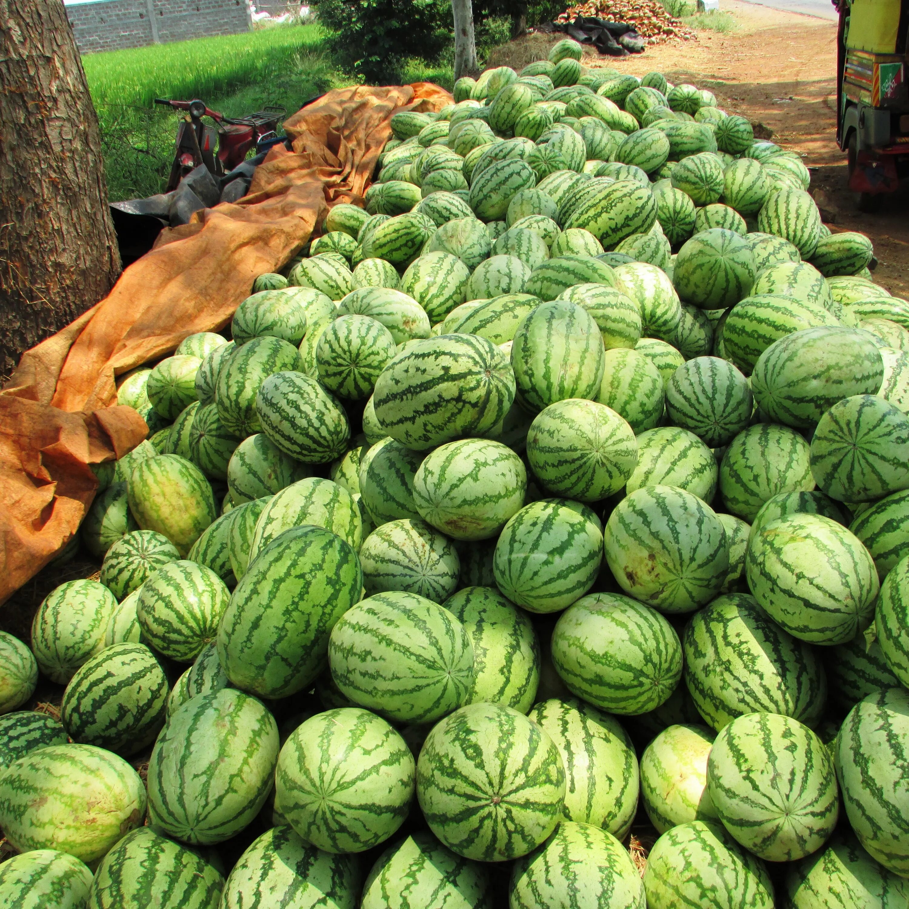 Арбуз (Citrullus lanatus). Арбуз на бахче. Дынная бахча. Бахча дыни.