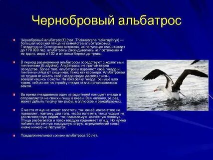 Альбатрос обитает