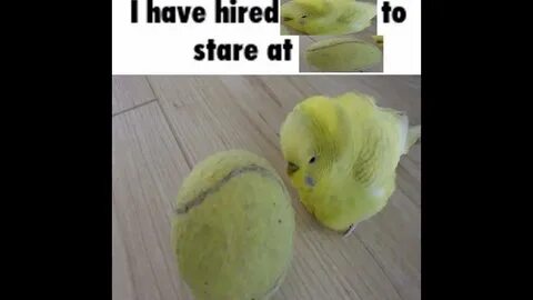 Stare at me перевод