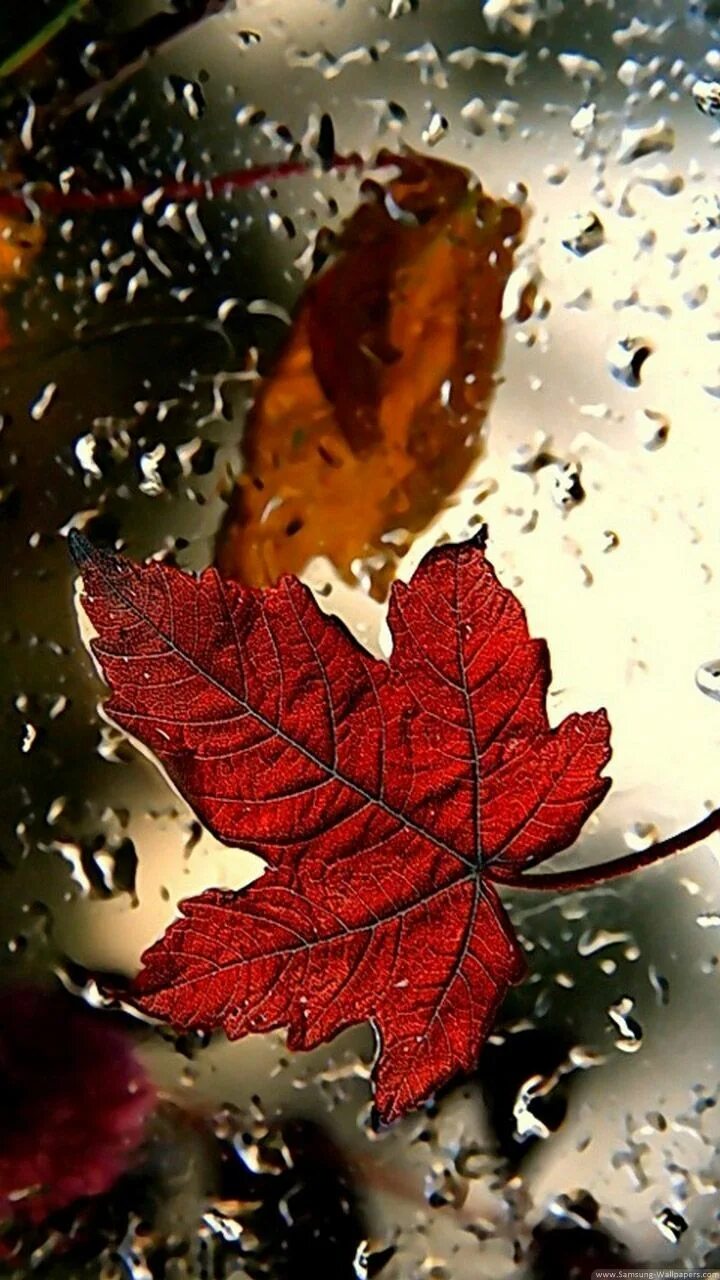 Pin by Coralina on October Autumn leaves wallpaper, Iphone 5s wallpaper, Fall wa