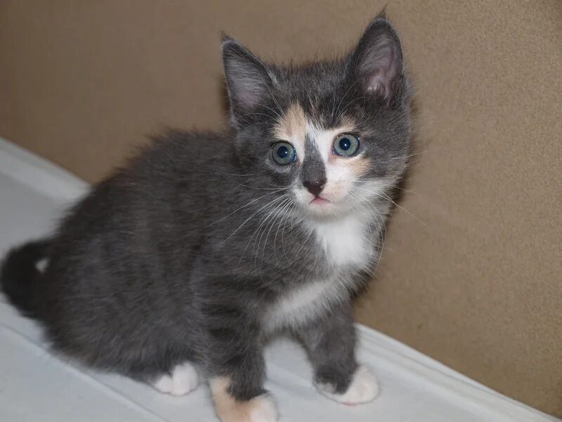 Пристроить котят в хорошие руки усть лабинск. Волхов пристроить котят в добрые руки. Пристроить котенка в добрые руки. Пристроить котенка в добрые руки. Котята от кошки мышеловки в добрые руки.