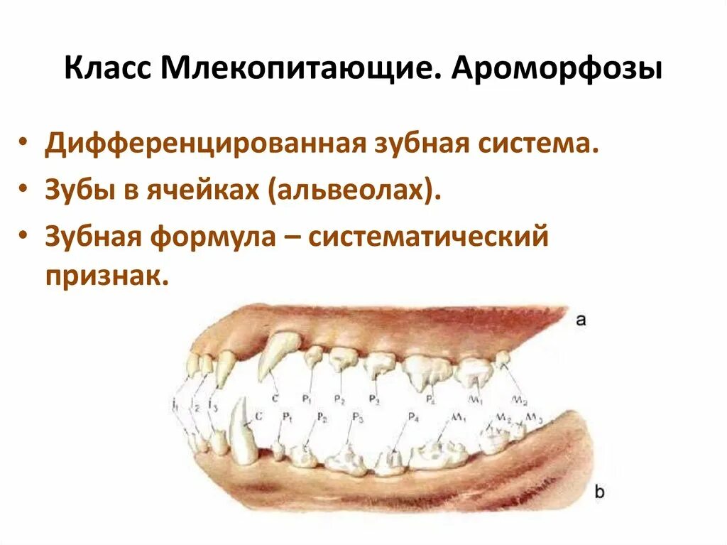 Дифференцированный зубы. Зубы не дифференцированы. Дифференцировка зубов у млекопитающих.