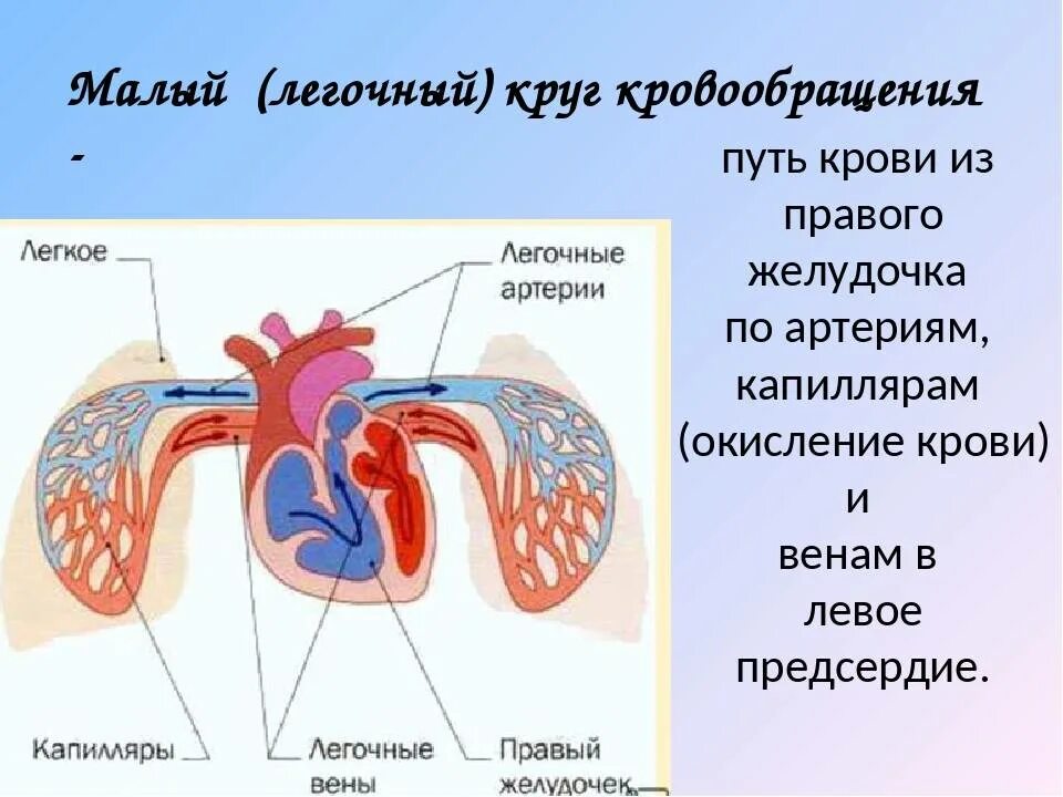 Малый легочный круг кровообращения схема. Схема малого круга кровообращения (лёгочного). Малый легочный круг кровообращения анатомия. Артерии малого круга кровообращения схема. Легочный круг заканчивается