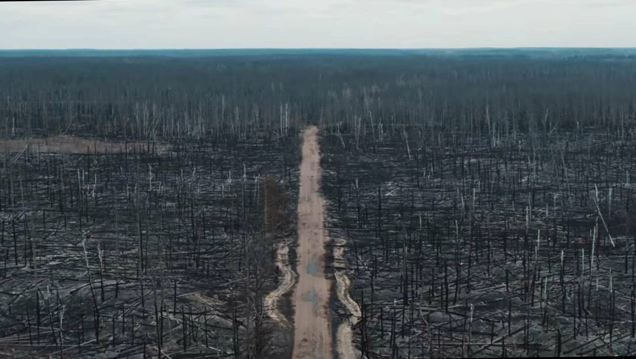 Чернобыль 2020. Рыжий лес Чернобыль 2020. Пожар в Чернобыле 2020. Рыжий лес Чернобыль мутанты. Чернобыль после пожара 2020.