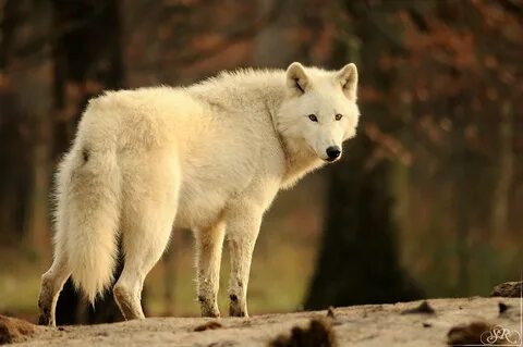 Des loups