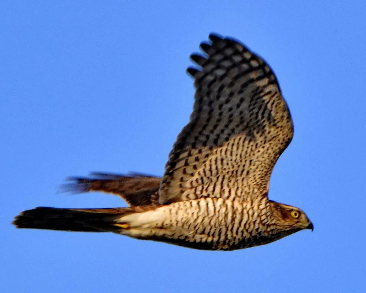 Перепелятник. Ястреб-тетеревятник самка. Ястреб-перепелятник. Перепелятник. Ястреб-перепелятник (accipiter nisus).