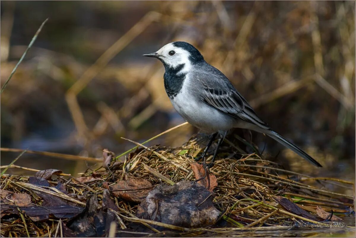 Фото трясогузки. Белая трясогузка Motacilla Alba. Трясогузка белая ‒ Motacilla Alba (l., 1758). Подвиды белой трясогузки. Японская пестрая трясогузка.