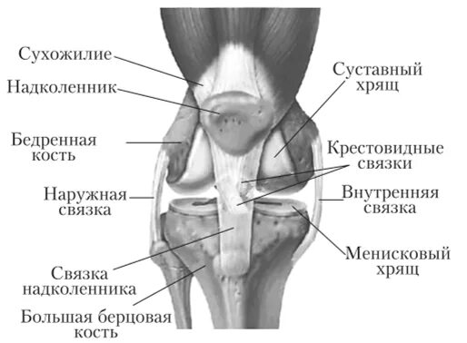 Скелет коленного сустава человека