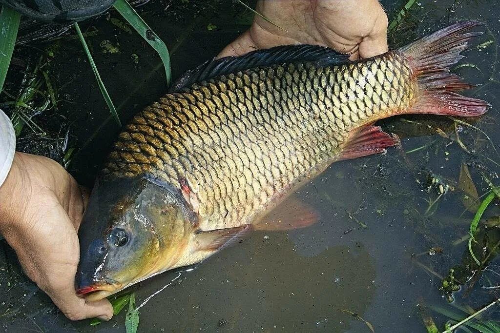 гибрид карася и карпа. рыба карп карась. рыба карась сазан карп. ропшинский карп. рыба карп карась.