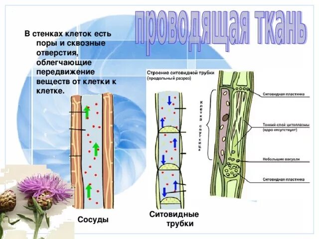 Какую функцию выполняют сосуды у растений 2.2. Ситовидные трубки растений. Сосуды древесины и ситовидные трубки. Сосуды и ситовидные трубки растений. Ситовидные трубки проводящей ткани растений.