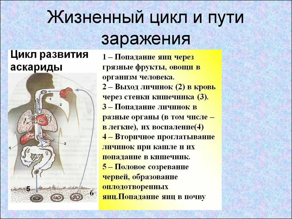 Какой вред могут причинить взрослые аскариды человеку. Жизненный цикл аскариды пути заражения. Тип круглые черви цикл развития аскариды. Круглые черви пути заражения. Жизненный цикл аскариды (Ascaris).