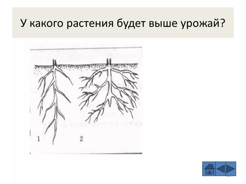 Рассмотрите рисунок у какого растения будет выше урожай ответ. Корни 7 класс. Если оборвать обрезать кончик главного корня.