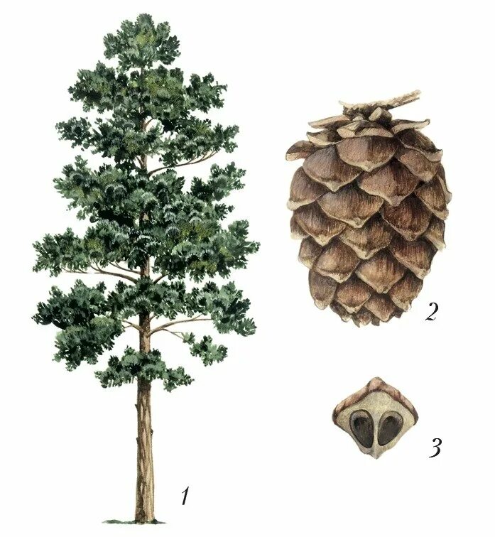 Сосна кедровая сибирская шишка. Сосна рисунок. Хвоинки дерева сосна кедровая. Сосна кедровая сибирская шишка. Кедр детские.