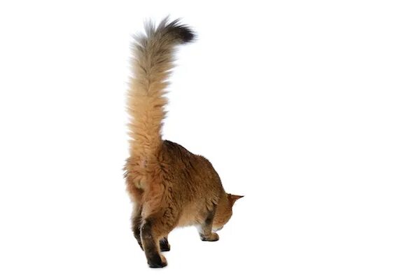 Tail like