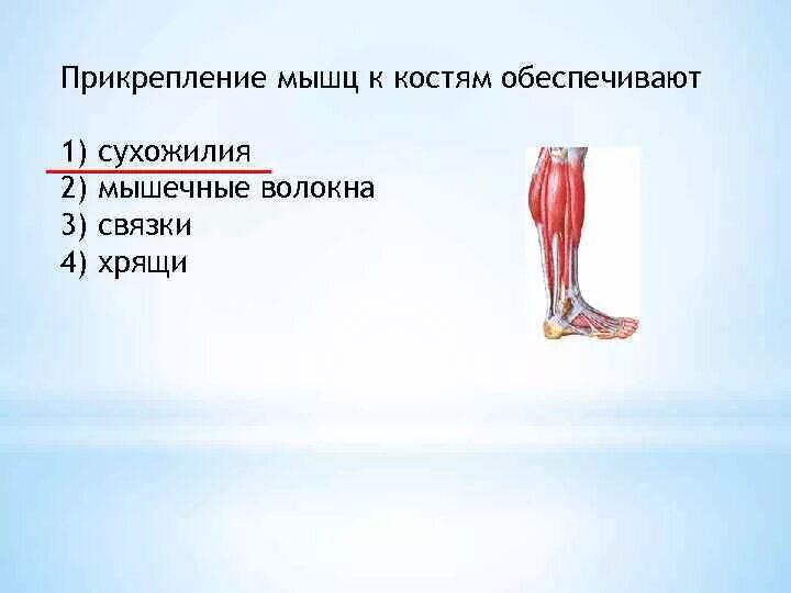 Какую функцию выполняют сухожилия. Какую функцию выполняют сухожилия