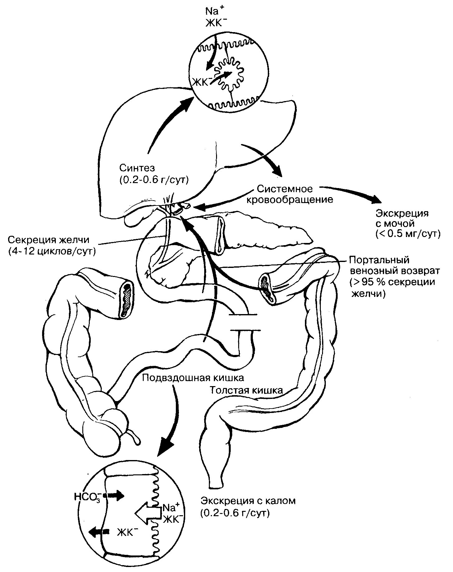 Время выброса желчи. Секреция желчи схема. Схема выделения желчи. Схема циркуляции желчи у человека. Кишечно-печеночный кругооборот желчных кислот..