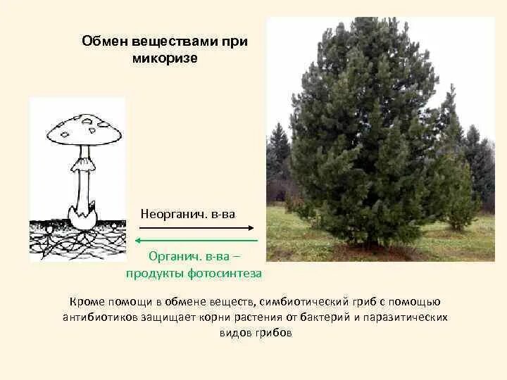 Грибы обмен веществ. Грибы обмен веществ