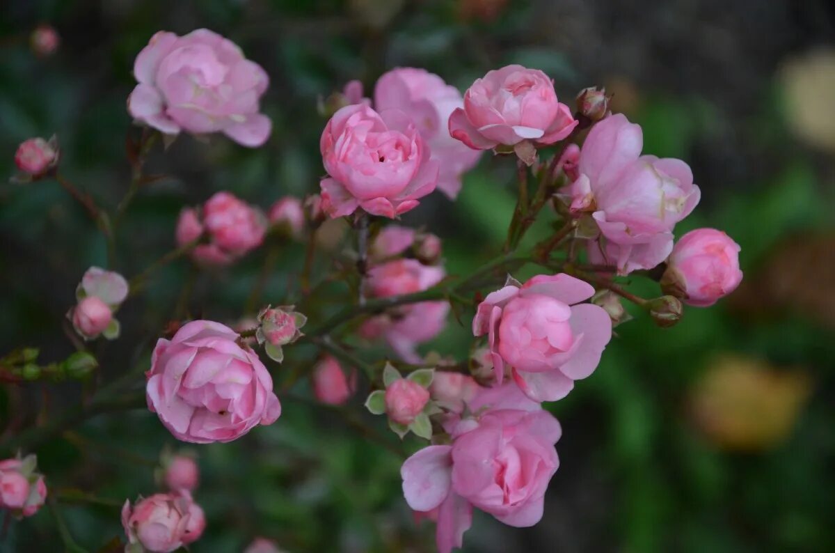 Free Images : nature, blossom, leaf, petal, botany, garden, pink, flora, plants,