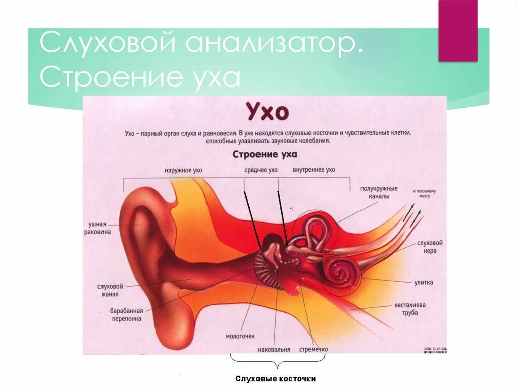 Строение и функции уха анатомия. Функции слухового анализатора 8 класс биология. Строение уха строение и функции. Строение уха и его функции.