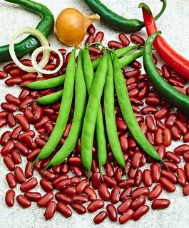Фасоль культурное растение