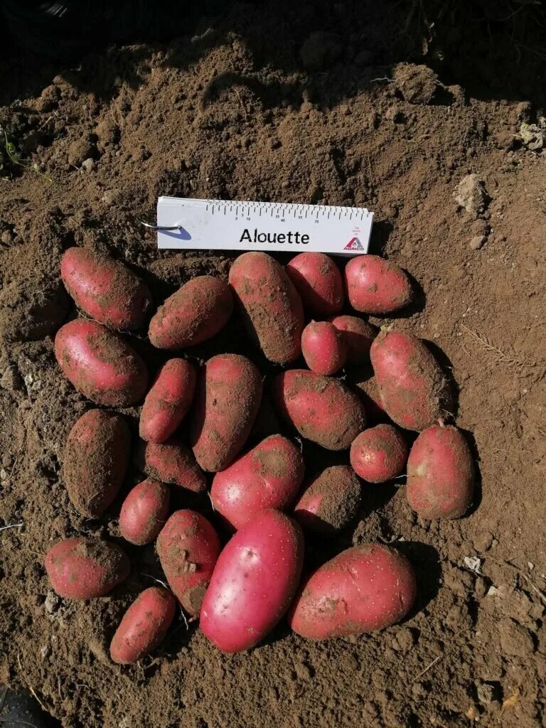Картофель алуэт описание сорта фото отзывы сроки: найдено 86 изображений
